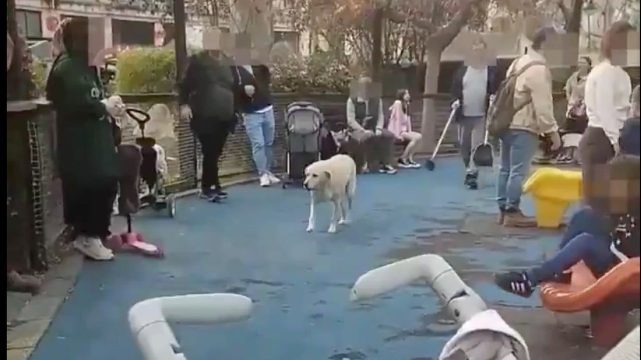 Foto - Mama lobisi hâlâ mağlup edilemedi: Başıboş köpekler tehlike saçıyor!