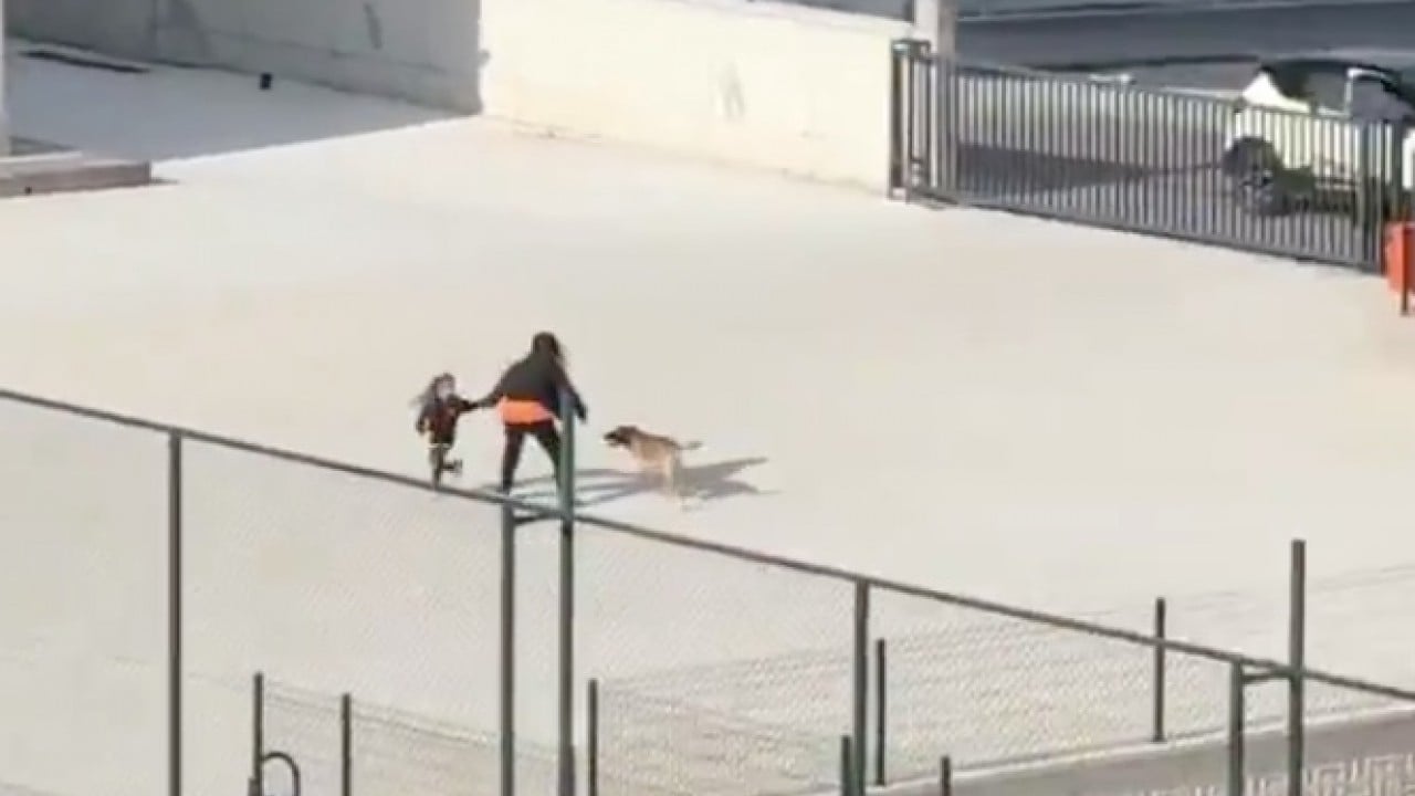 Foto - Mama lobisi hâlâ mağlup edilemedi: Başıboş köpekler tehlike saçıyor!