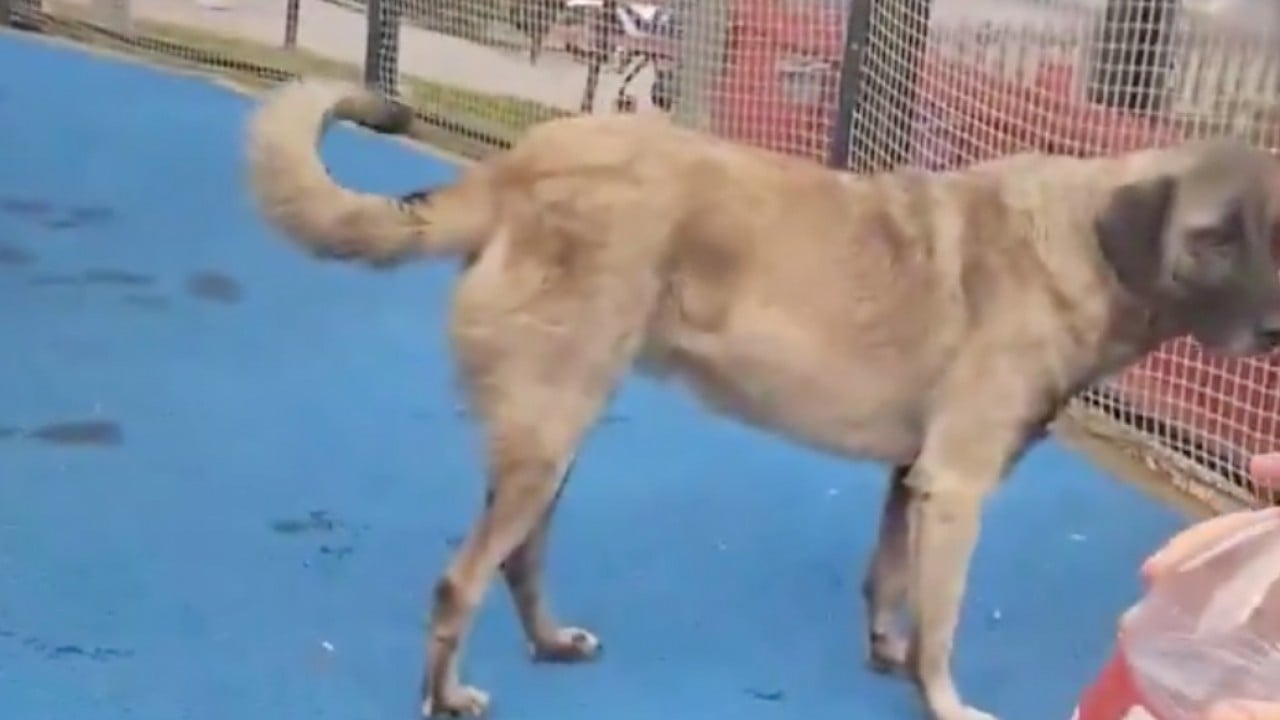 Foto - Mama lobisi hâlâ mağlup edilemedi: Başıboş köpekler tehlike saçıyor!