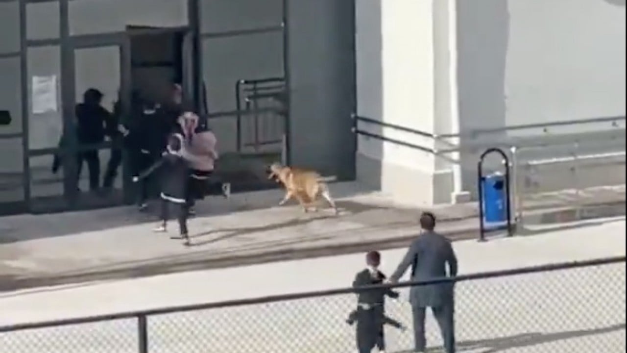 Foto - Mama lobisi hâlâ mağlup edilemedi: Başıboş köpekler tehlike saçıyor!