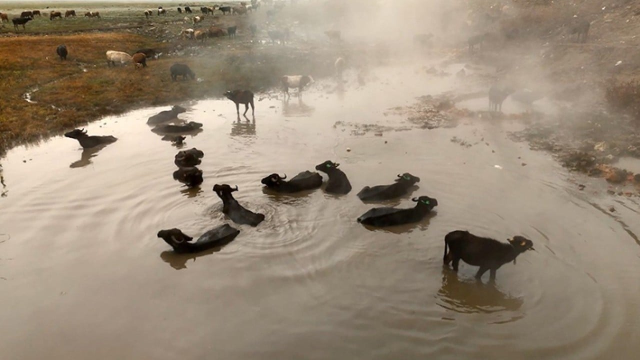 Foto - Mandaların kaplıca keyfi