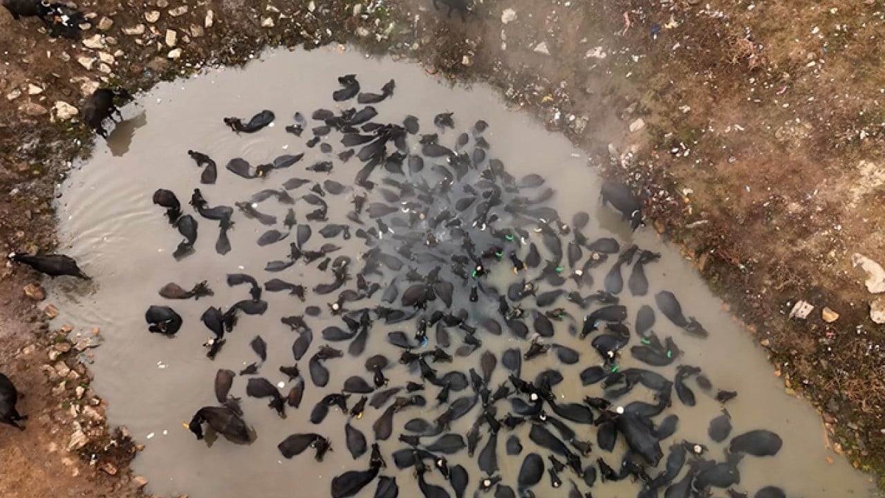 Mandaların kaplıca keyfi