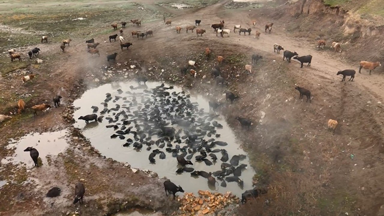 Foto - Mandaların kaplıca keyfi