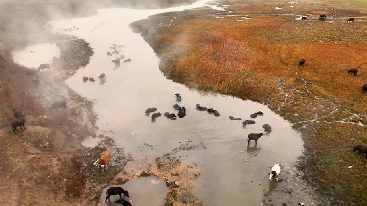 Foto - Mandaların kaplıca keyfi