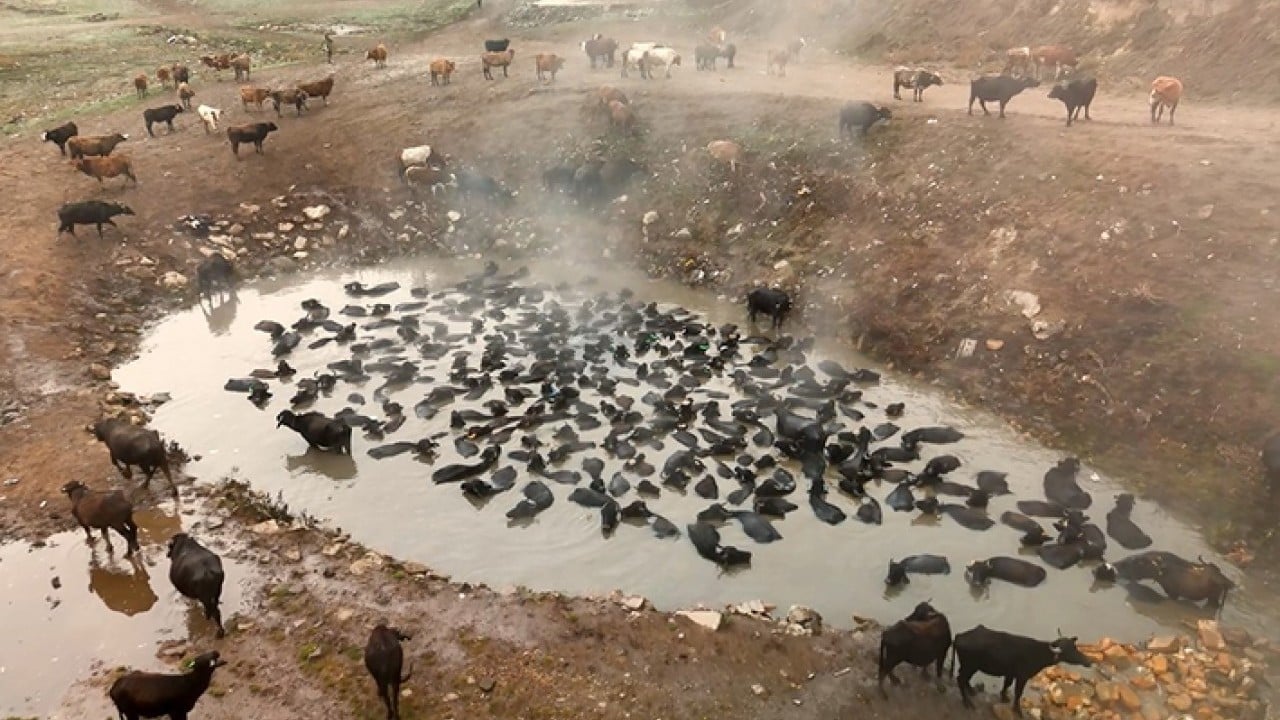 Foto - Mandaların kaplıca keyfi