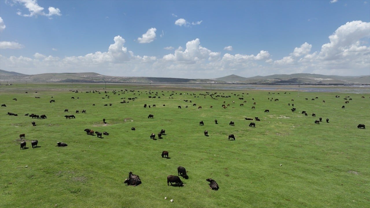Foto - Mandaya destek sürü sayılarını hızla artırdı