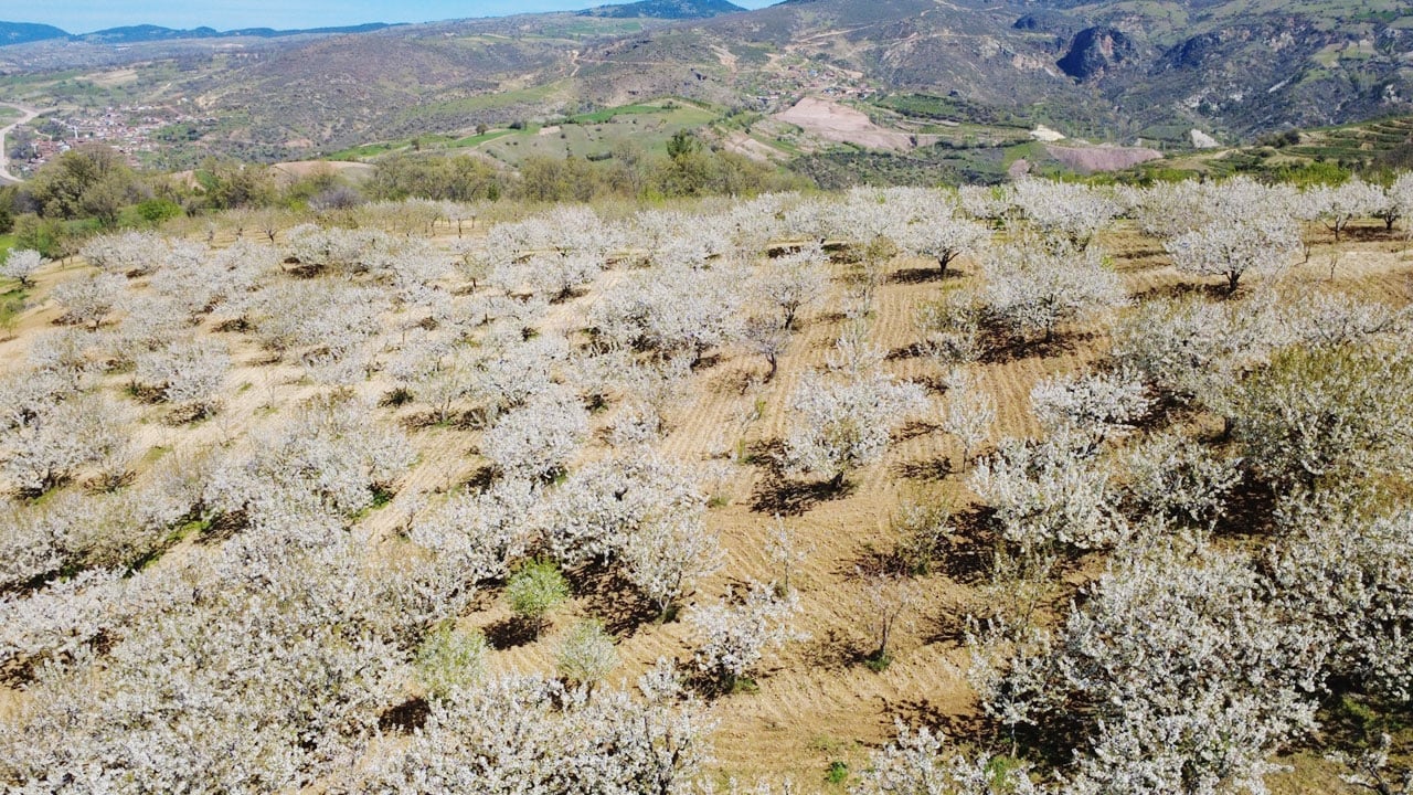 Foto - Manisa beyazı! 800 bin kiraz ağacı ilçeyi beyaza boyadı
