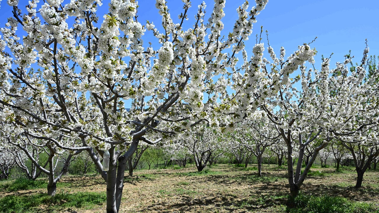 Manisa beyazı! 800 bin kiraz ağacı ilçeyi beyaza boyadı