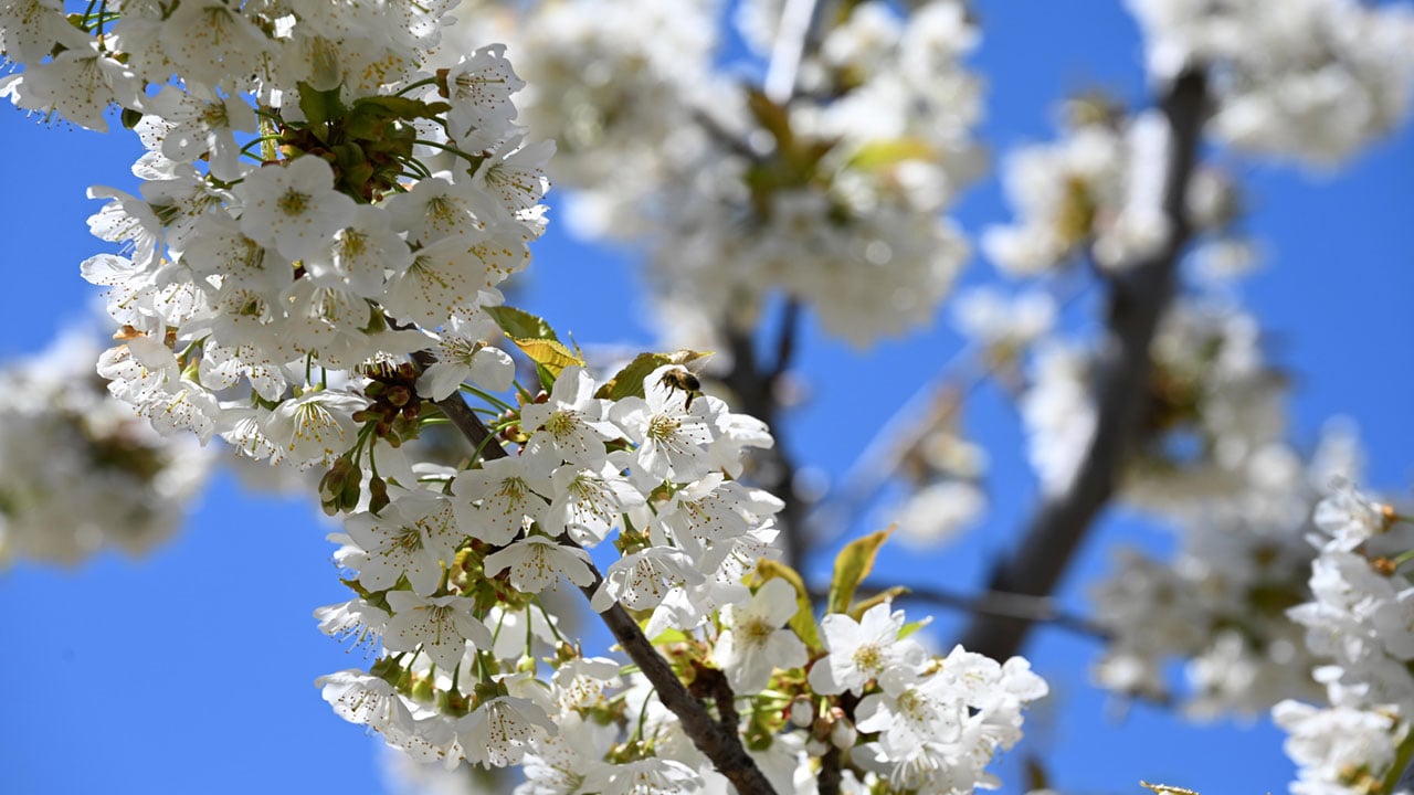 Foto - Manisa beyazı! 800 bin kiraz ağacı ilçeyi beyaza boyadı