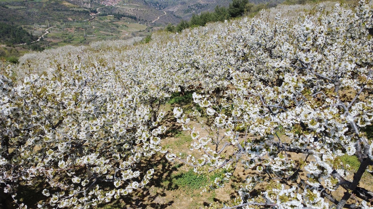 Foto - Manisa beyazı! 800 bin kiraz ağacı ilçeyi beyaza boyadı