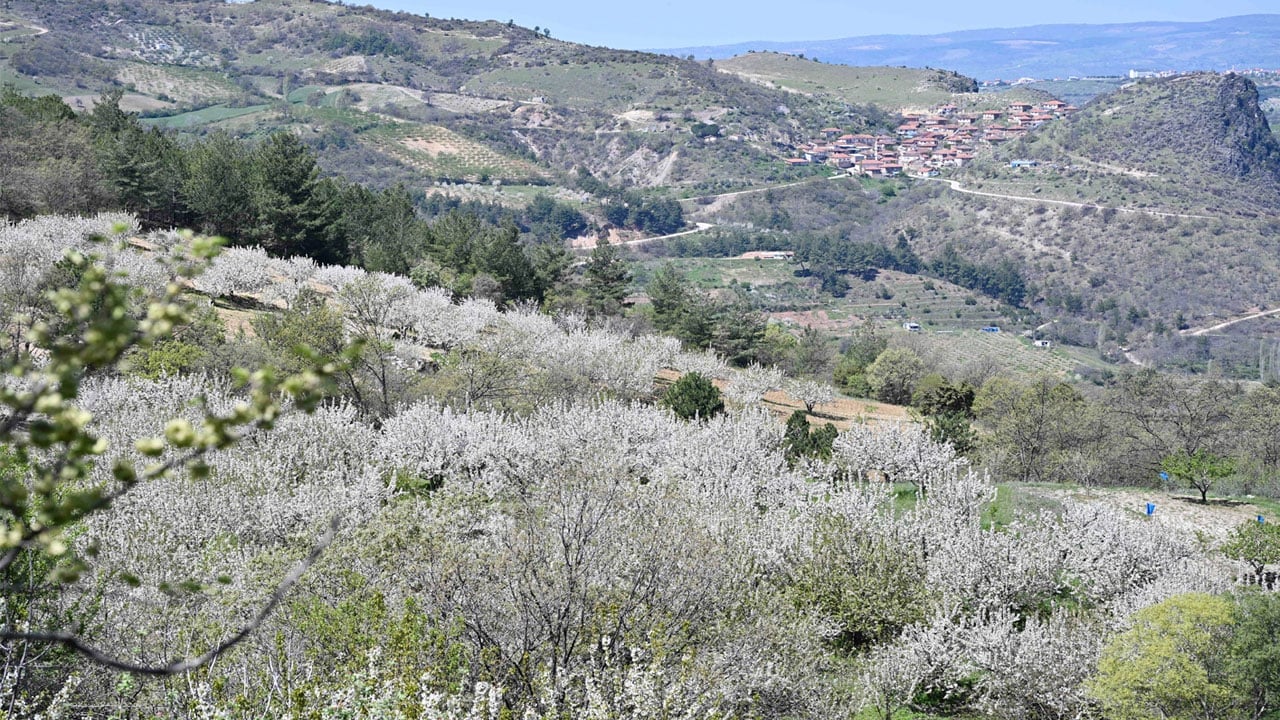 Foto - Manisa beyazı! 800 bin kiraz ağacı ilçeyi beyaza boyadı
