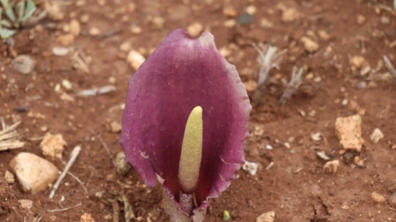 Foto - Mantar toplamaya çıktı ama! Dünya tarihine geçen bir keşif yaptı