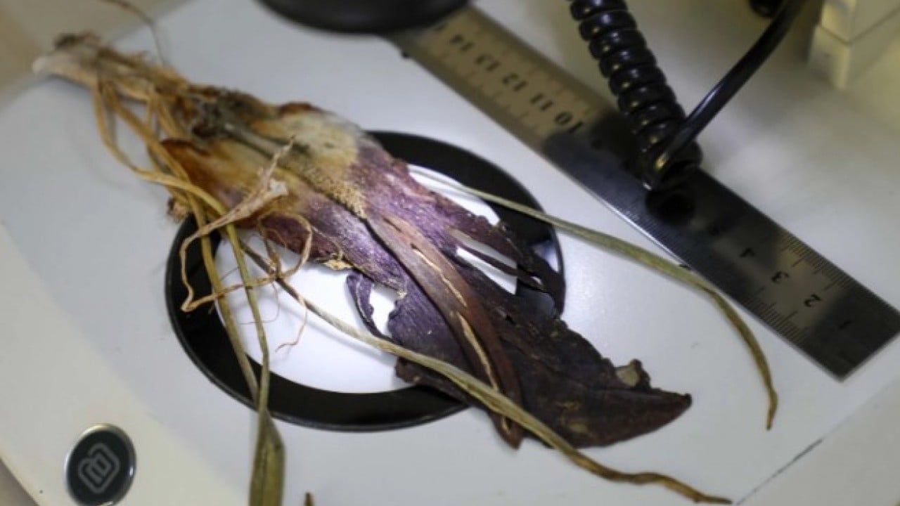 Foto - Mantar toplamaya çıktı ama! Dünya tarihine geçen bir keşif yaptı