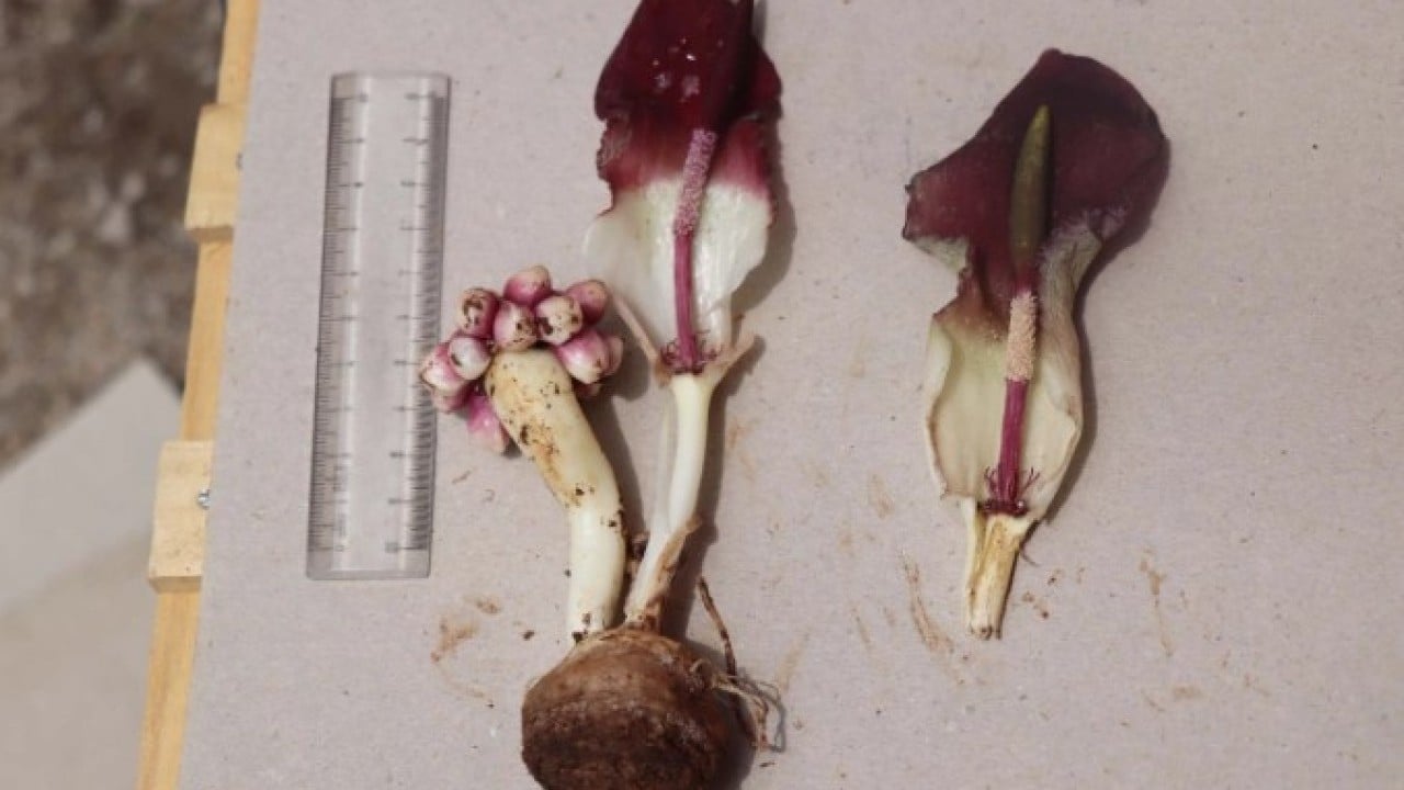 Foto - Mantar toplamaya çıktı ama! Dünya tarihine geçen bir keşif yaptı