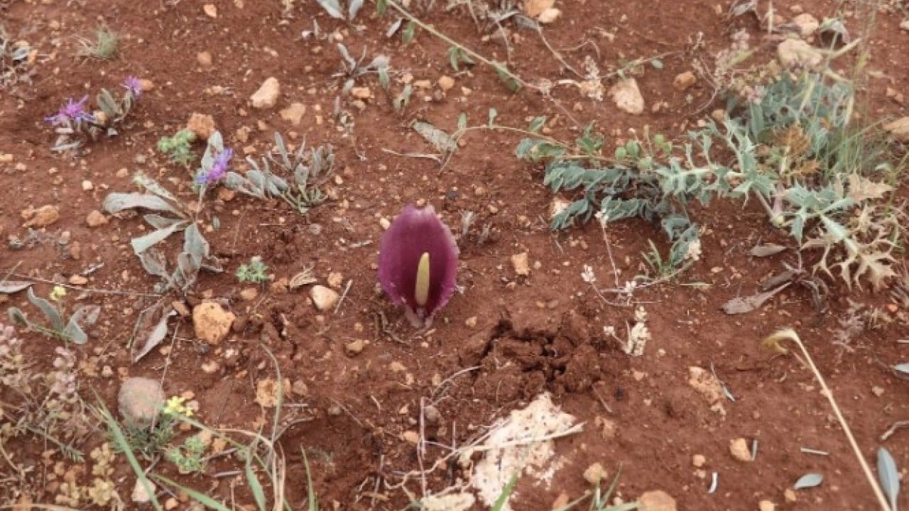 Foto - Mantar toplamaya çıktı ama! Dünya tarihine geçen bir keşif yaptı