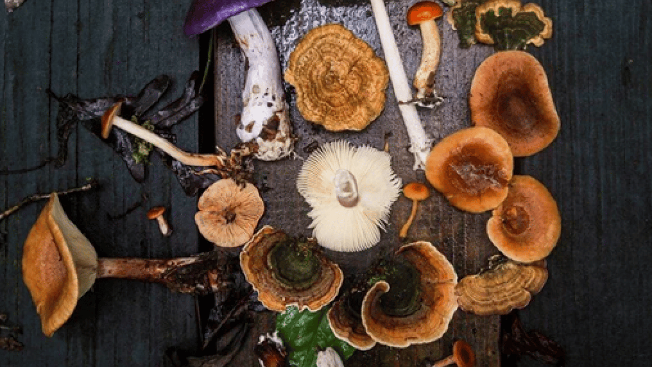 Foto - Mantar toplarken dikkat! Uzmanı karaciğer düşman diyor