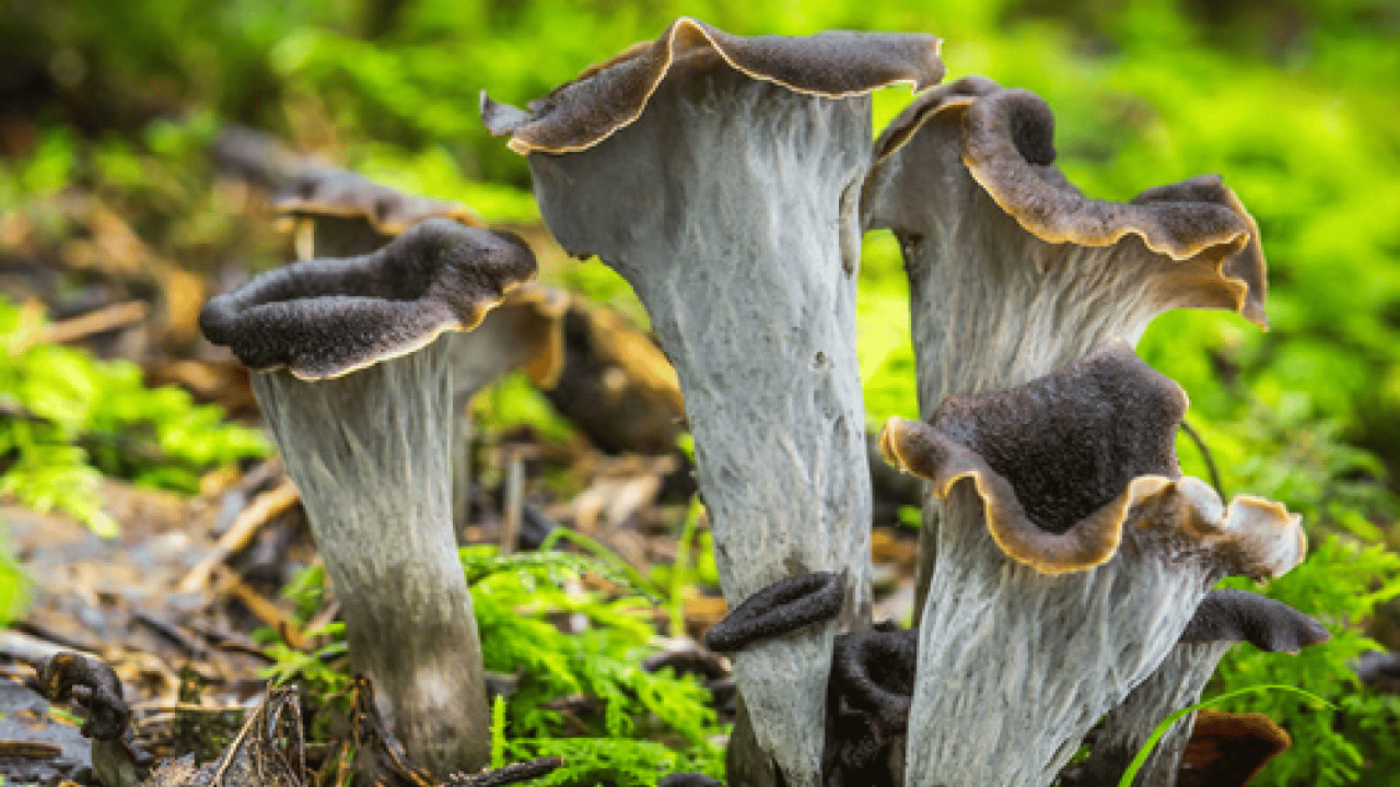 Foto - Mantar toplarken dikkat! Uzmanı karaciğer düşman diyor