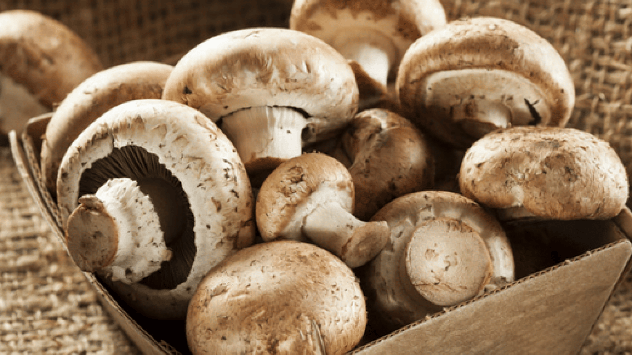 Foto - Mantar toplarken dikkat! Uzmanı karaciğer düşman diyor