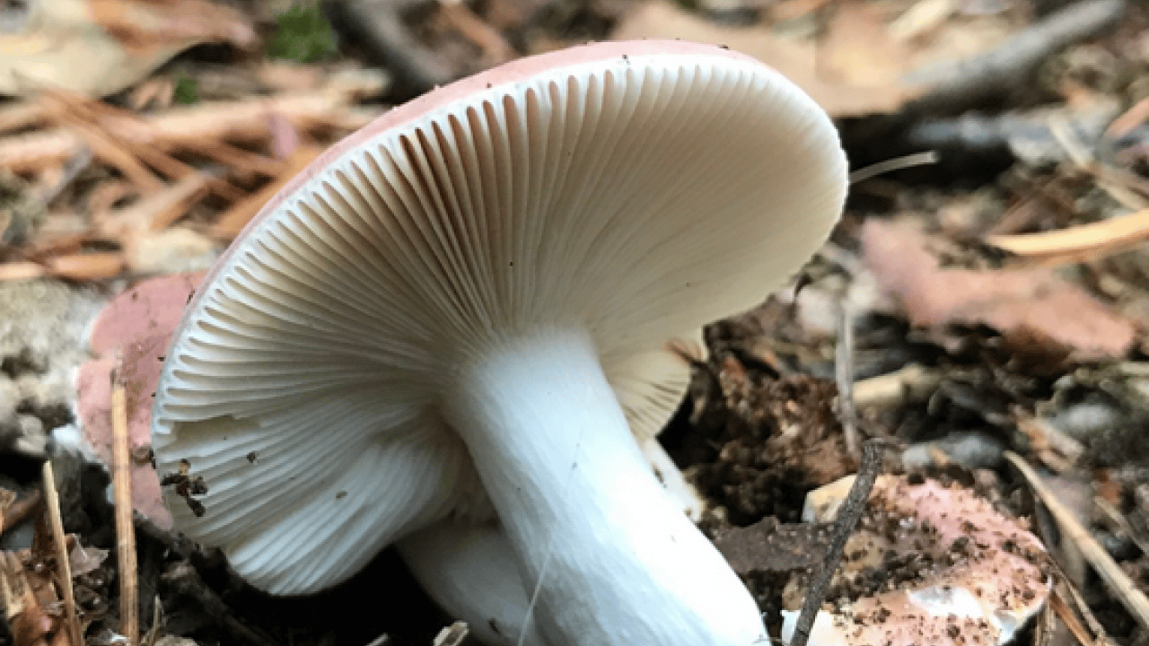 Foto - Mantar toplarken dikkat! Uzmanı karaciğer düşman diyor