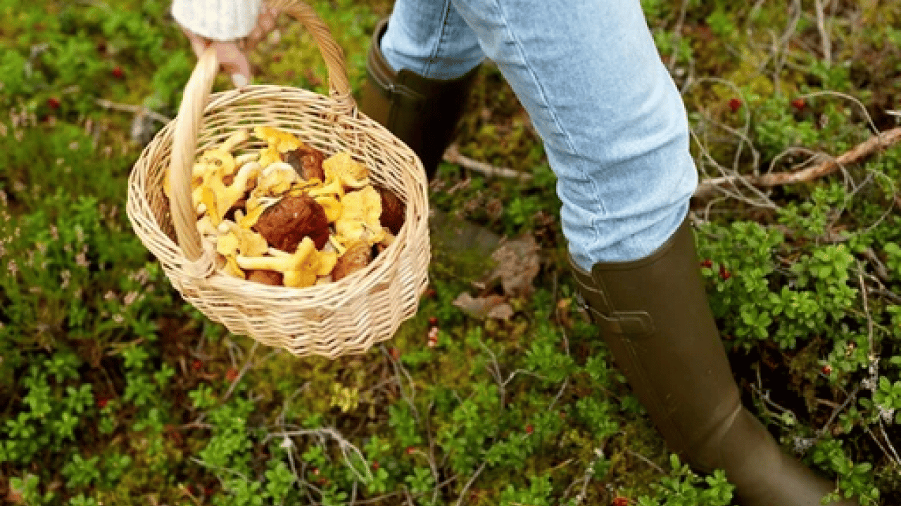 Foto - Mantar toplarken dikkat! Uzmanı karaciğer düşman diyor