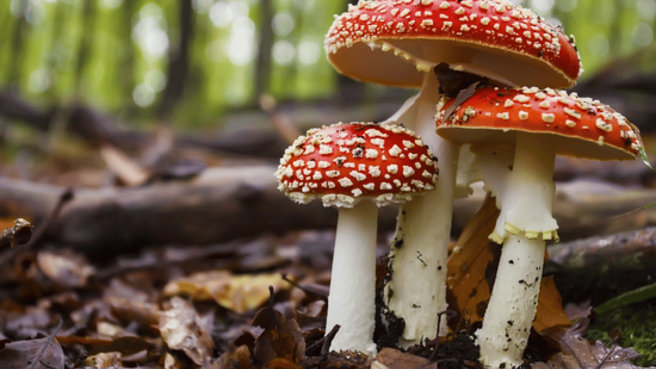 Foto - Mantar toplarken dikkat! Uzmanı karaciğer düşman diyor