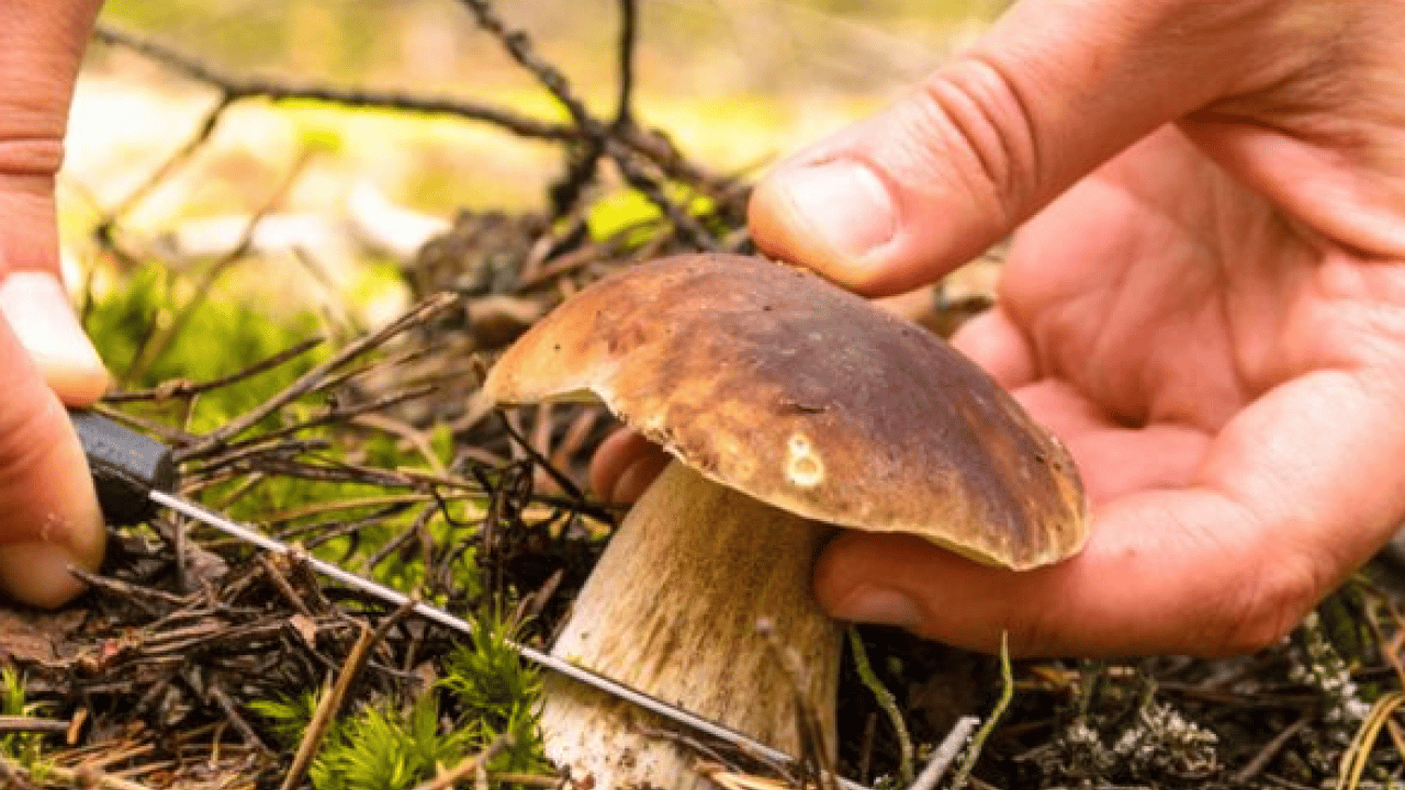 Mantar toplarken dikkat! Uzmanı karaciğer düşman diyor