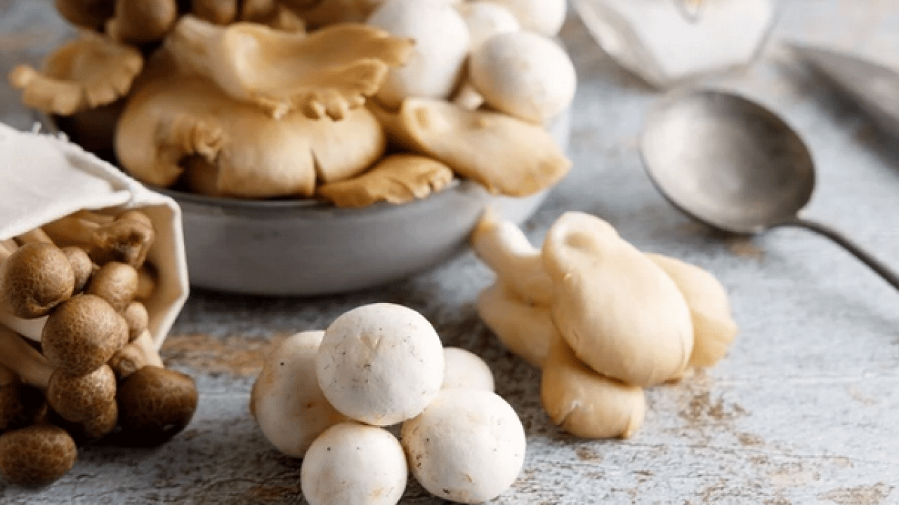 Foto - Mantar toplarken dikkat! Uzmanı karaciğer düşman diyor