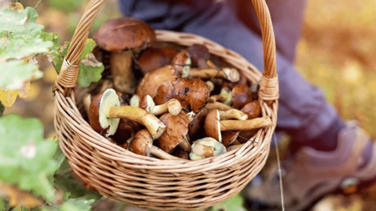 Foto - Mantar toplarken dikkat! Uzmanı karaciğer düşman diyor