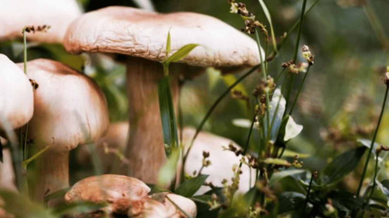 Foto - Mantar toplarken dikkat! Uzmanı karaciğer düşman diyor