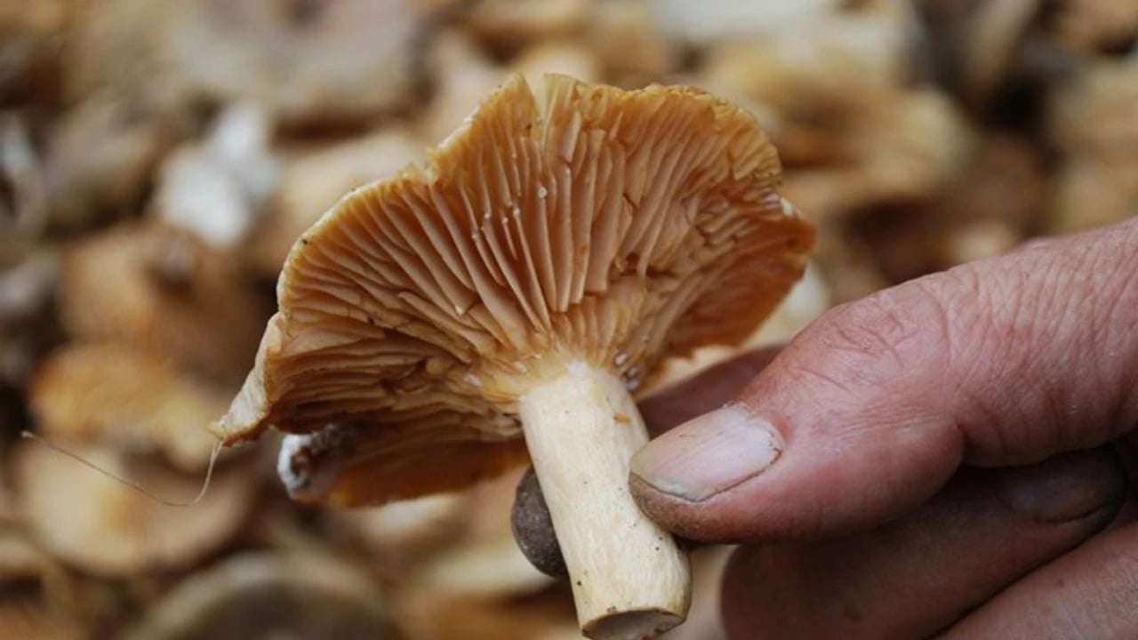 Foto - Mantarlar zehirli: Uzman isimden uyarı... Yapan çıra gibi yandı