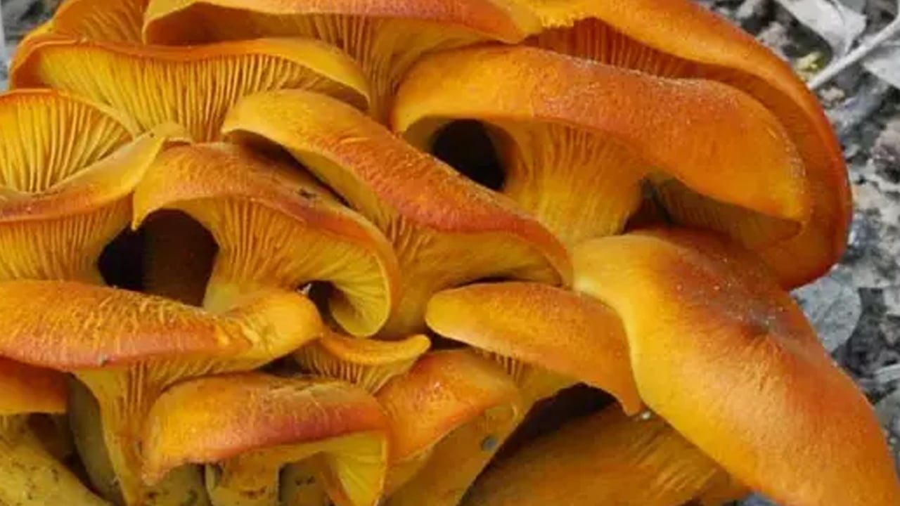 Foto - Mantarlar zehirli: Uzman isimden uyarı... Yapan çıra gibi yandı