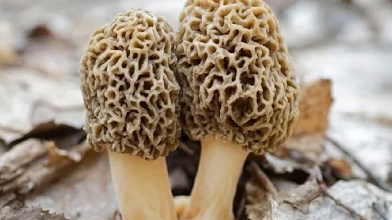 Foto - Mantarlar zehirli: Uzman isimden uyarı... Yapan çıra gibi yandı