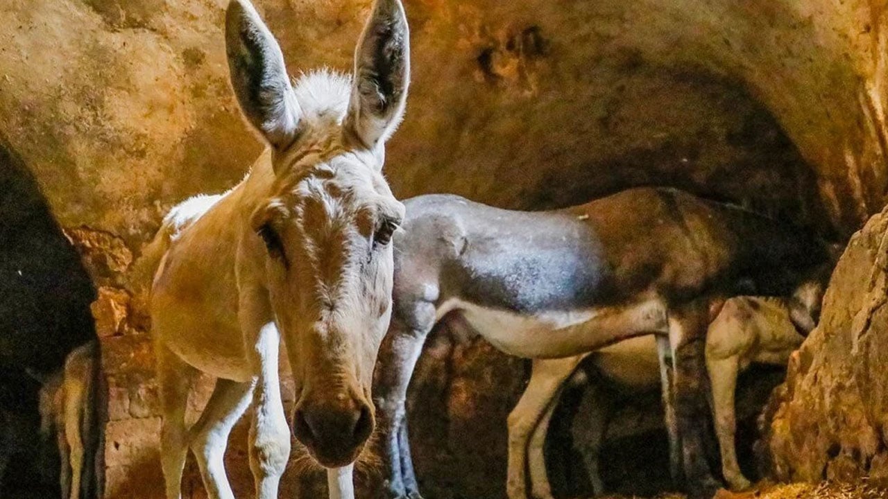 Mardin’de tarihi değişim! Çöp toplayan eşekler emekli ediliyor