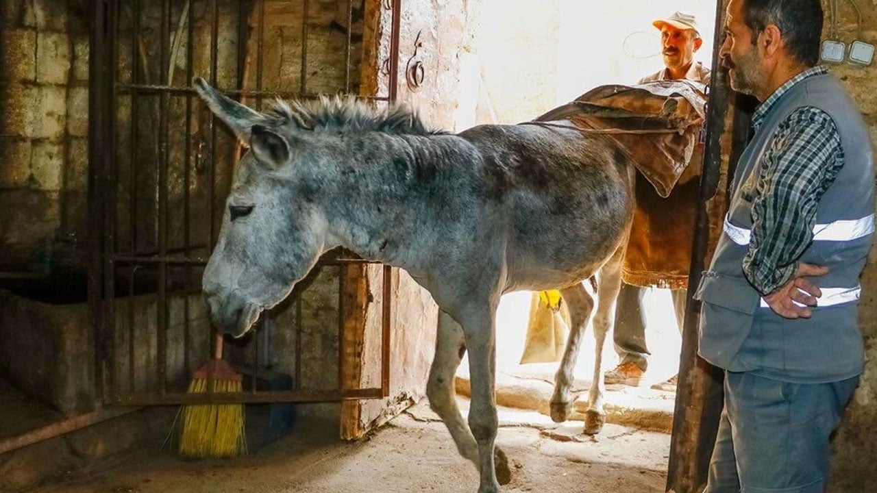 Foto - Mardin’de tarihi değişim! Çöp toplayan eşekler emekli ediliyor