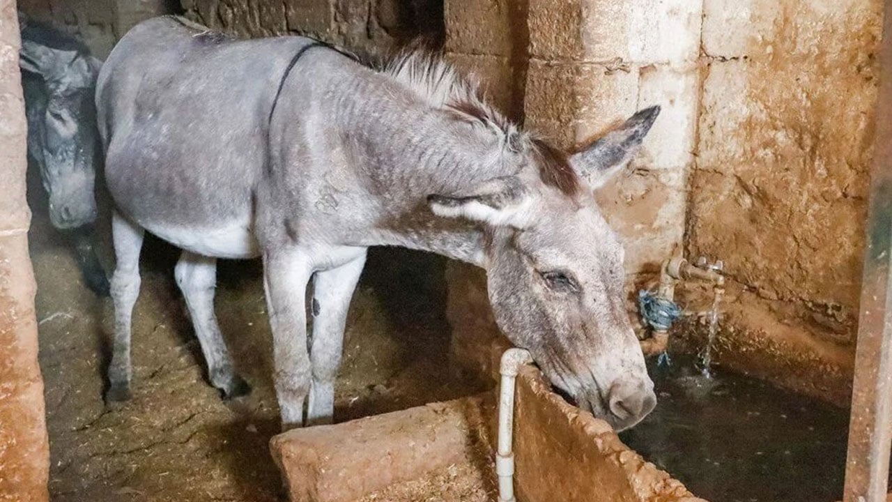Foto - Mardin’de tarihi değişim! Çöp toplayan eşekler emekli ediliyor