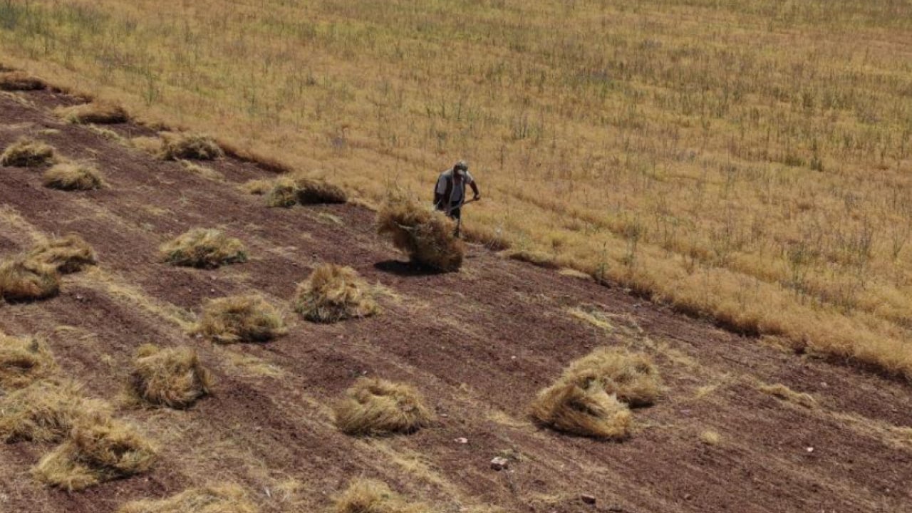 Mardin’de zorlu mercimek hasadı başladı