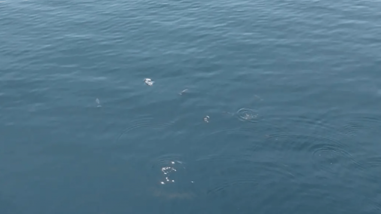 Foto - Marmara'da bir anda ortaya çıktılar! Gören telefona sarıldı!