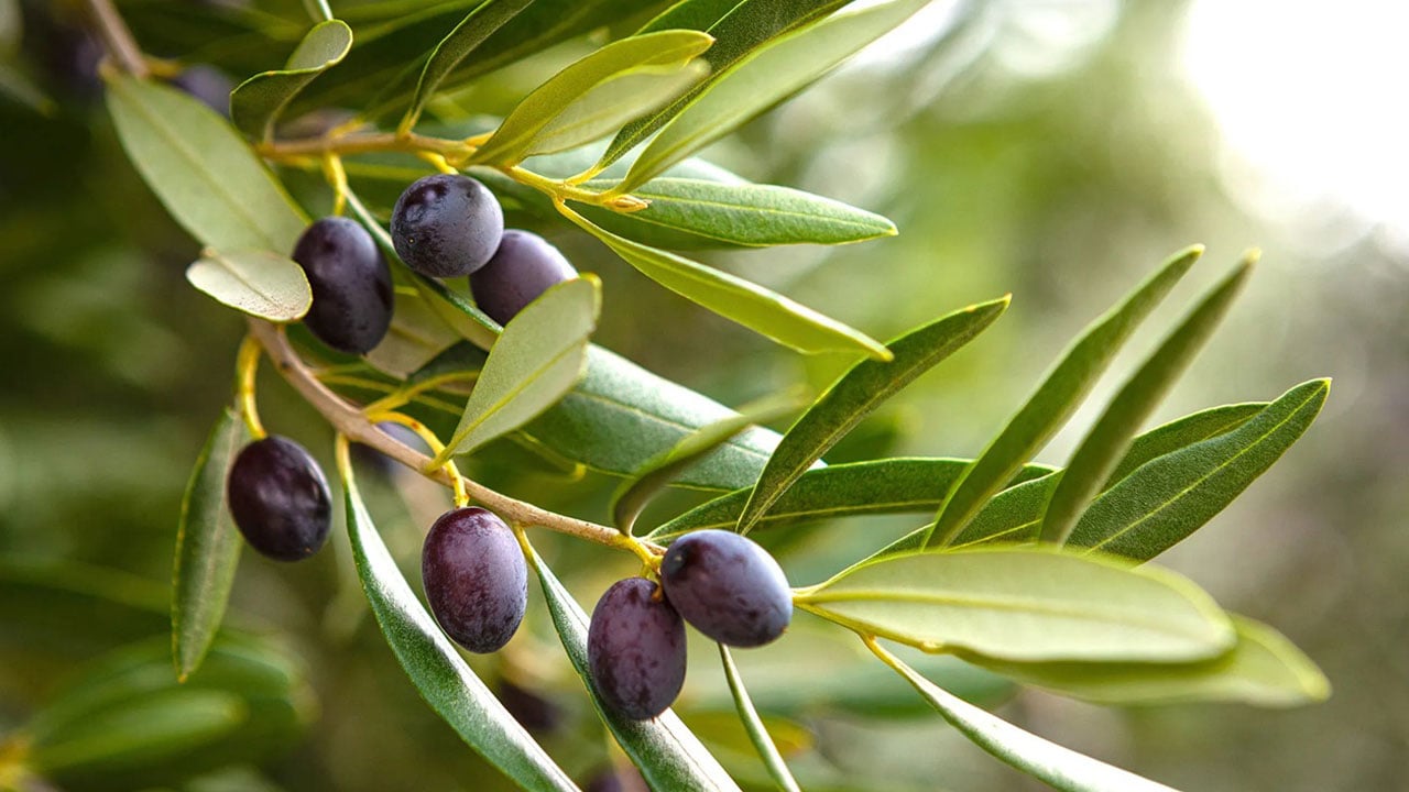 Masum sanılıyor ama ölçüsü önemli! Her gün yiyenlerin bilmesi gereken o ayrıntı