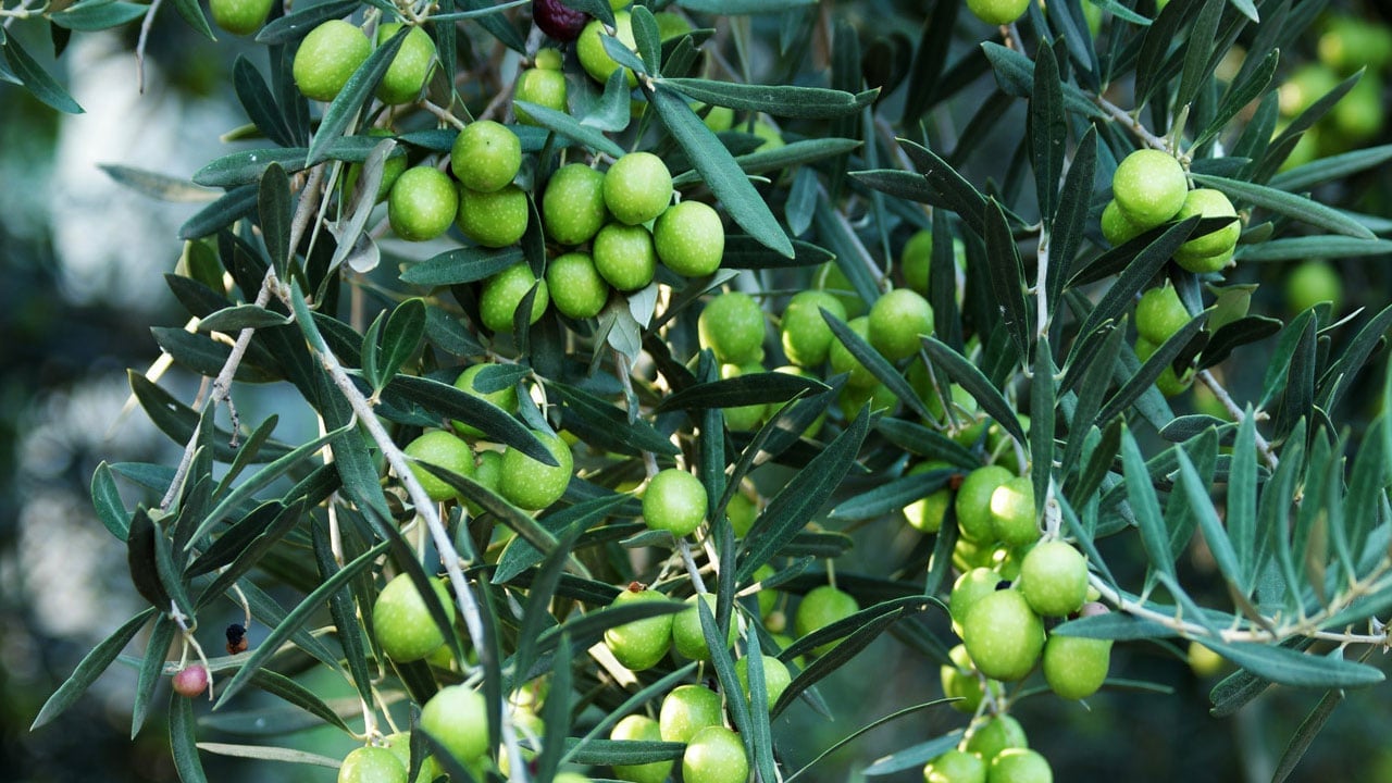 Foto - Masum sanılıyor ama ölçüsü önemli! Her gün yiyenlerin bilmesi gereken o ayrıntı