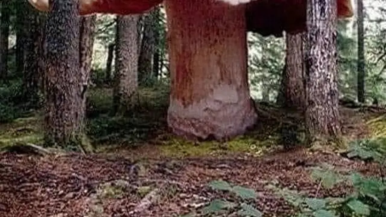 Foto - Mavi balinayı unutun, dünyanın en büyük canlısı yeraltından çıktı! Ağırlığı tam 35 bin ton, yaşı ise binlerce yıl