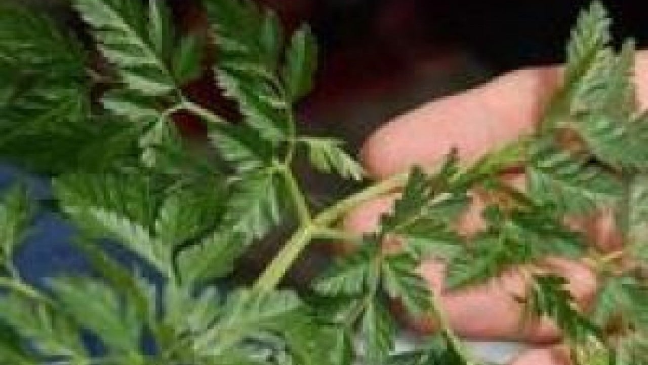 Foto - Maydanoz demetindeki ölümcül tehlike! Bir tek lokması bile zehirleyebiliyor