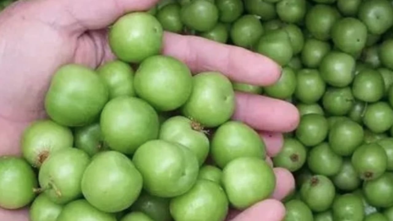 Foto - Mayhoş tadı ile... Diyetisyenler ikiye bölündü: Kiraz mı daha faydalı, erik mi?