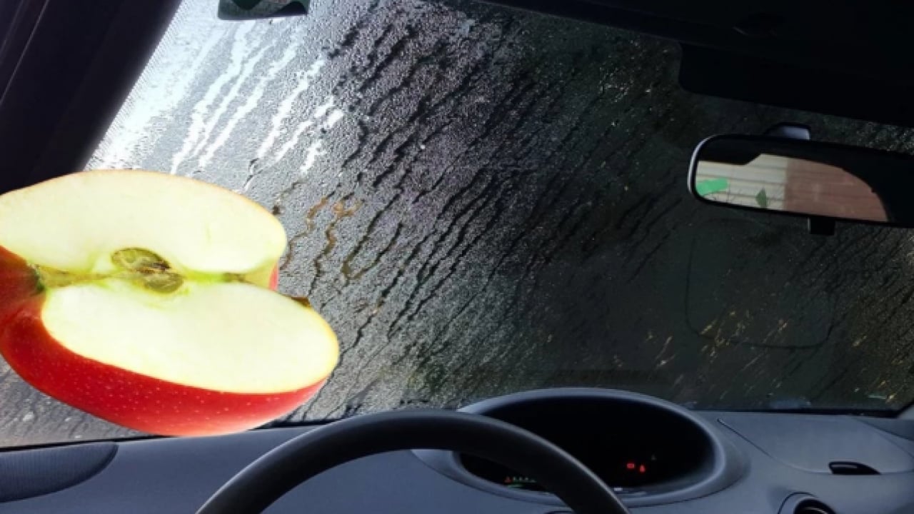 Foto - Meğer bu kadar kolaymış: Arabaya iki dilim koyun buğudan kurtulun!