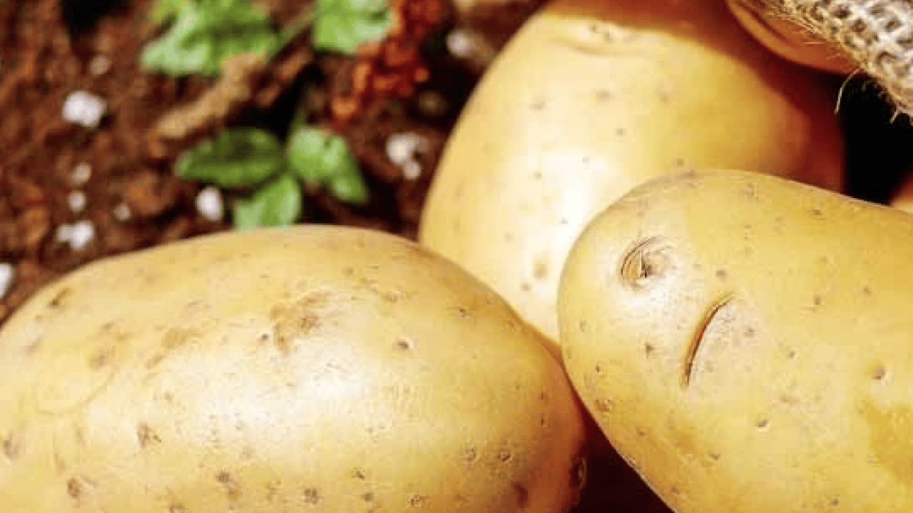Foto - Meğer ne kadar zararlıymış! Patates hakkında bildiklerinizi unutun: Herkes tüketiyor ama...