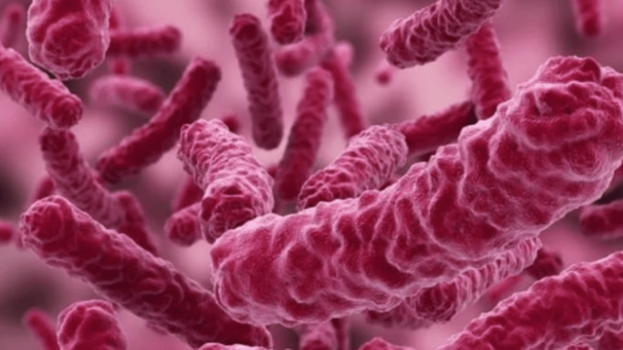 Melanom hastalarının... Bağırsak bakterilerinin kanser ile ilişkisi ortaya çıktı