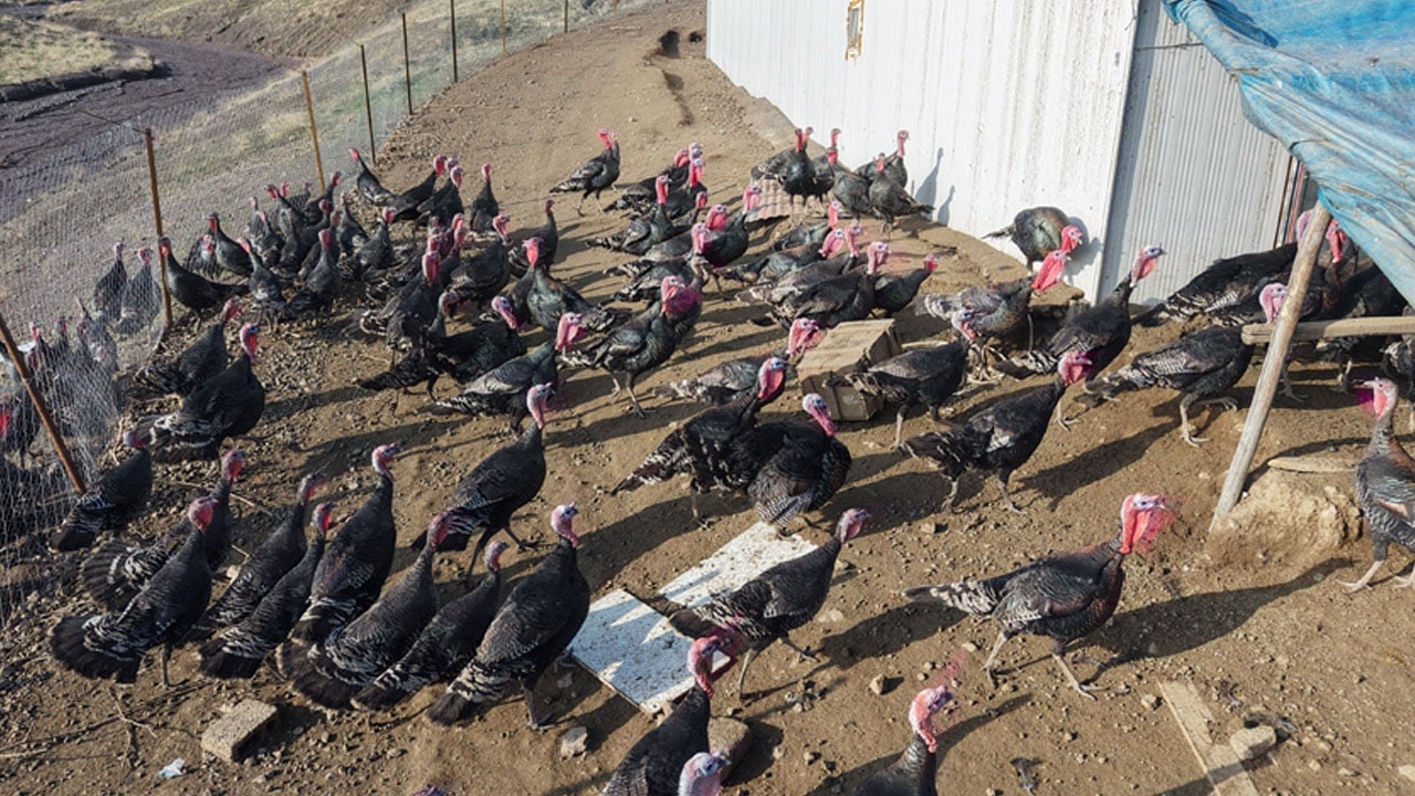 Foto - Memleket gibi yok dedi, Almanya’dan dönüp çiftlik kurdu!