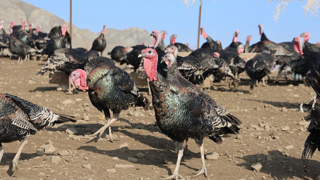 Foto - Memleket gibi yok dedi, Almanya’dan dönüp çiftlik kurdu!