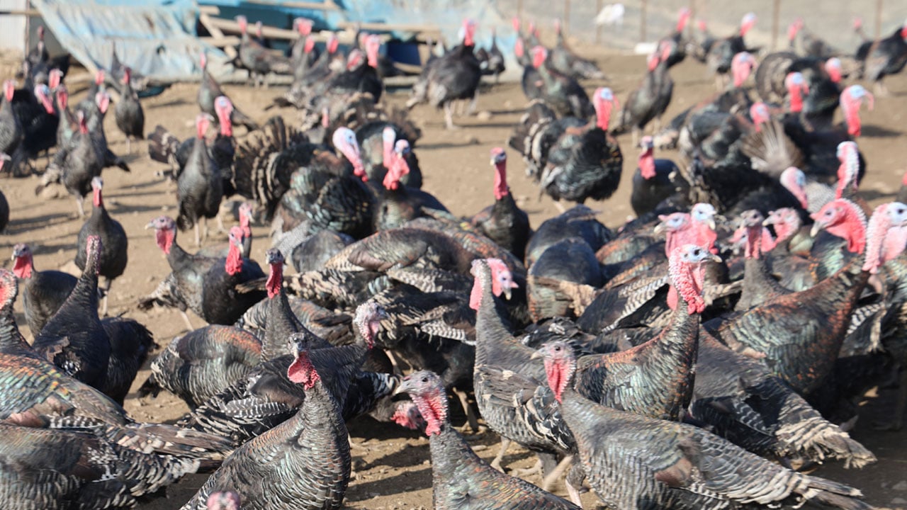 Foto - Memleket gibi yok dedi, Almanya’dan dönüp çiftlik kurdu!
