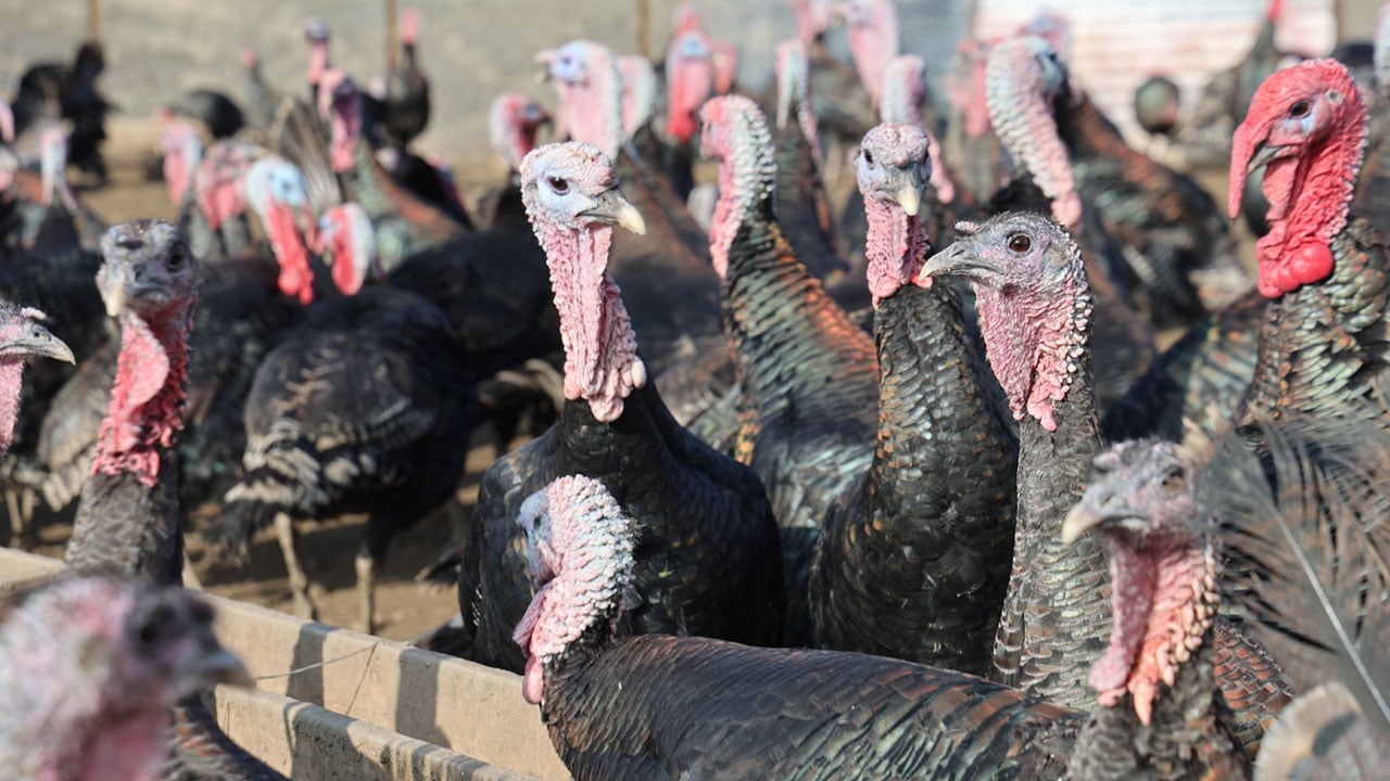 Foto - Memleket gibi yok dedi, Almanya’dan dönüp çiftlik kurdu!