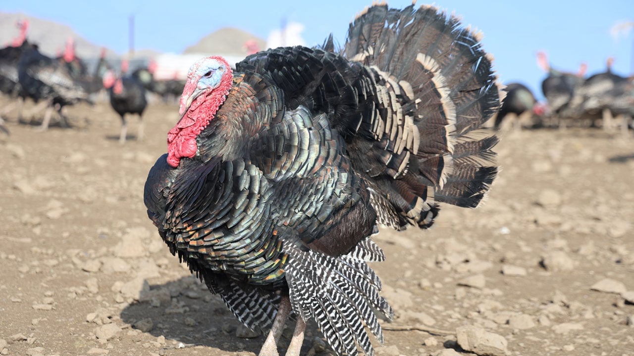 Foto - Memleket gibi yok dedi, Almanya’dan dönüp çiftlik kurdu!